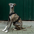 Bild in Galerie-Betrachter laden, SOFTSHELL HUNDEGESCHIRR Windhund Schwarz