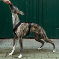 Bild in Galerie-Betrachter laden, SOFTSHELL HUNDEGESCHIRR Windhund Schwarz