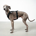 Bild in Galerie-Betrachter laden, SOFTSHELL HUNDEGESCHIRR Iggy Schwarz