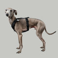 Bild in Galerie-Betrachter laden, SOFTSHELL HUNDEGESCHIRR Iggy Schwarz