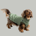 Bild in Galerie-Betrachter laden, Sweat Shirt Dackel Matcha – hochwertige Hundekleidung für Dackel, Windspiele und Windhunde von Karma Hund Berlin – Ganzkörperansicht am Hund