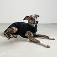 Bild in Galerie-Betrachter laden, TEDDY SHIRT Windhund Schwarz