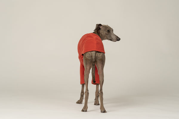 Windspiel-Mode: Terracotta-Fleece-Pullover für Hunde – stilvoll und praktisch zugleich