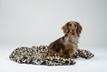 Bild in Galerie-Betrachter laden, Dackel auf der Leo-Kuscheldecke, klarer Studiohintergrund und detailreiche Texturaufnahme.