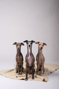 Bild in Galerie-Betrachter laden, Doppelseitige Hundekuscheldecke aus Polar Fleece und Teddystoff, mit drei Italienische Windspiele im sitzen.
