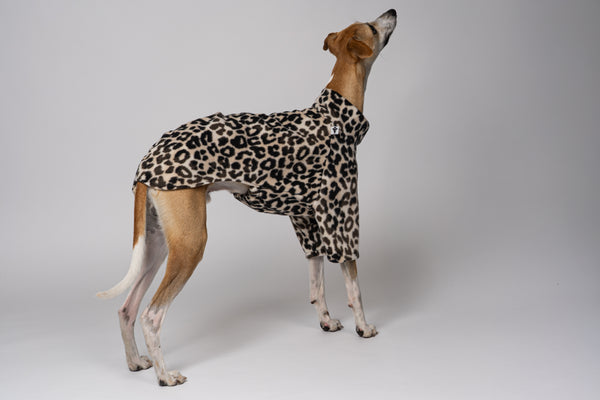 Windhundkleidung mit Wildprint – Whippet zeigt Pullover in Leo-Design für stylische Hundebesitzer:innen
