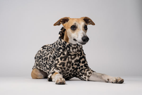 Fleecepullover im Leo-Look für Whippets – stylisch, bequem und perfekt für die schmale Windhundfigur