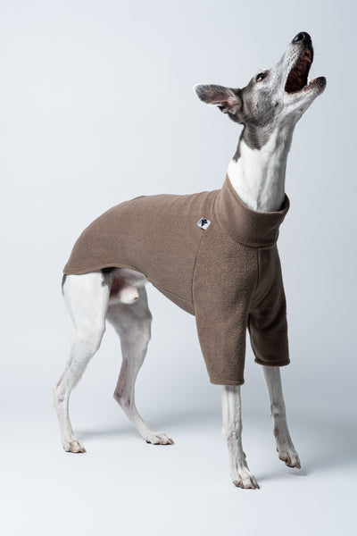 Temperamentvoller Look: Whippet im Fleecepullover in Walnut vor helligem Hintergrund