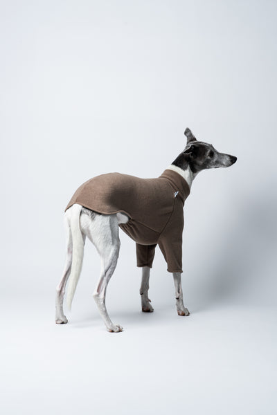 Karma Hund Pullover Walnut: Whippet in ruhiger, aufmerksamer Haltung