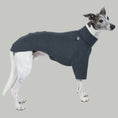 Bild in Galerie-Betrachter laden, Whippet präsentiert Windhund-Pullover in Graphite vor weißem Hintergrund – schlicht, funktional, stilvoll
