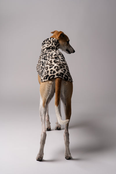 Whippet im Long Shirt in Leo – stilvolle Windhundmode mit wildem Muster und bequemer Passform