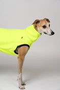 Bild in Galerie-Betrachter laden, Junger Whippet im auffälligen Neon Yellow Long Shirt – ideal für graue Tage
