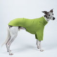 Bild in Galerie-Betrachter laden, Whippet trägt Windhund-Pullover in Light Green vor weißem Hintergrund – funktional und stilvoll
