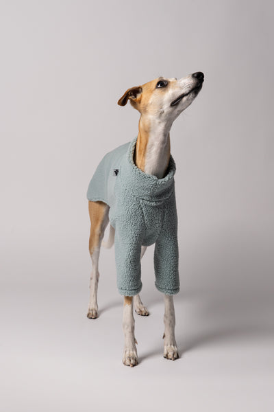 Detailaufnahme des elastischen Bauchbunds am Pullover eines Whippets