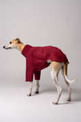 Bild in Galerie-Betrachter laden, Whippet in Bewegung im Pullover in Bordeaux – funktionale Windhundkleidung für aktive Hunde