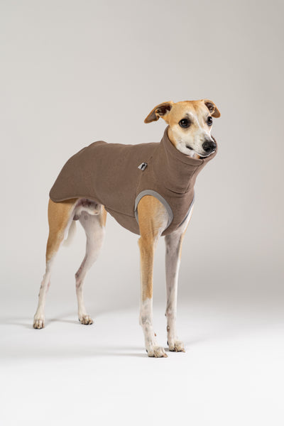 Eleganter Whippet in einem stilvollen, braunen Karma-Hund Pullover – zeitloses Design trifft auf Komfort.