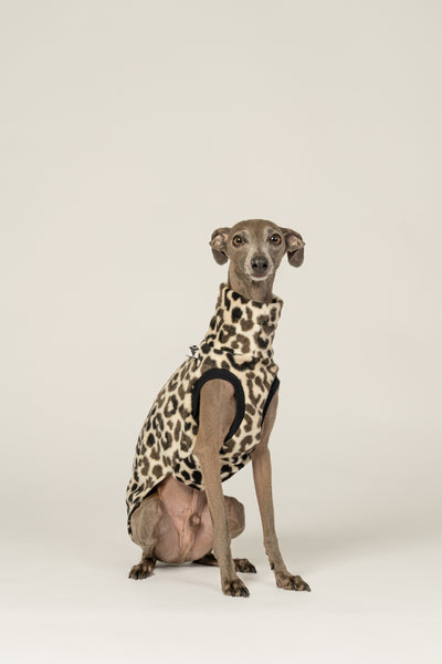 Italienisches Windspiel trägt gemütliches Fleece-Long Shirt im Leoparden-Look