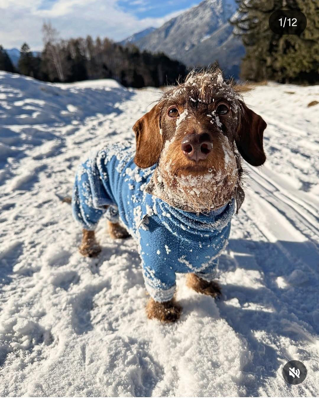 Warum Dackel bei Kälte speziell angepasste Kleidung brauchen
