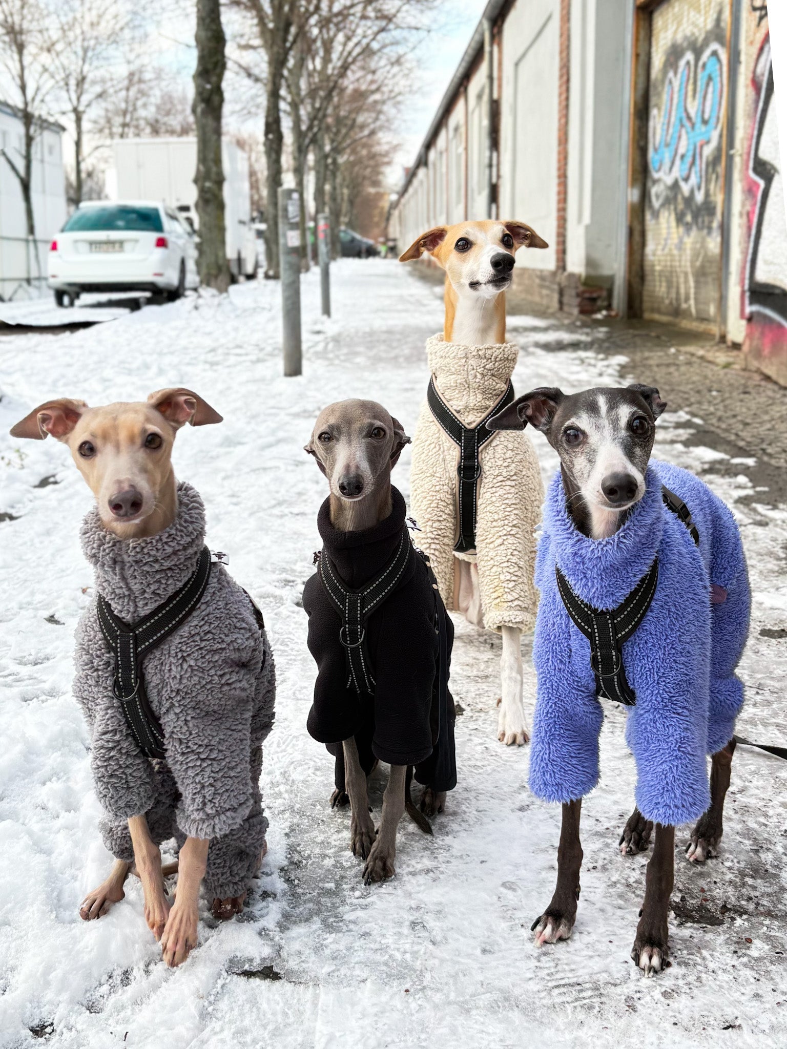 Wieso ist der Hund angezogen?