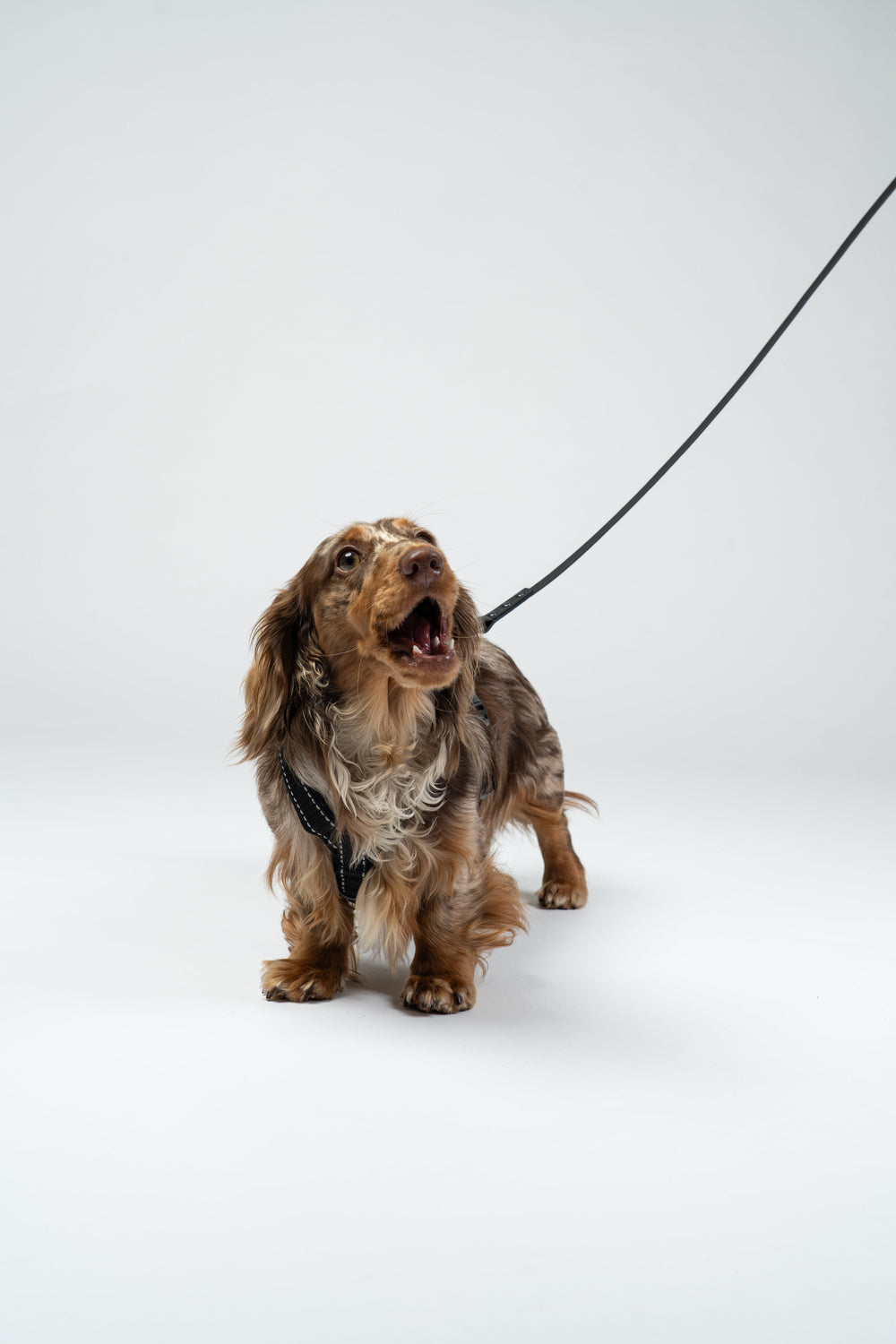 Geschirre & Leinen & Halsbänder