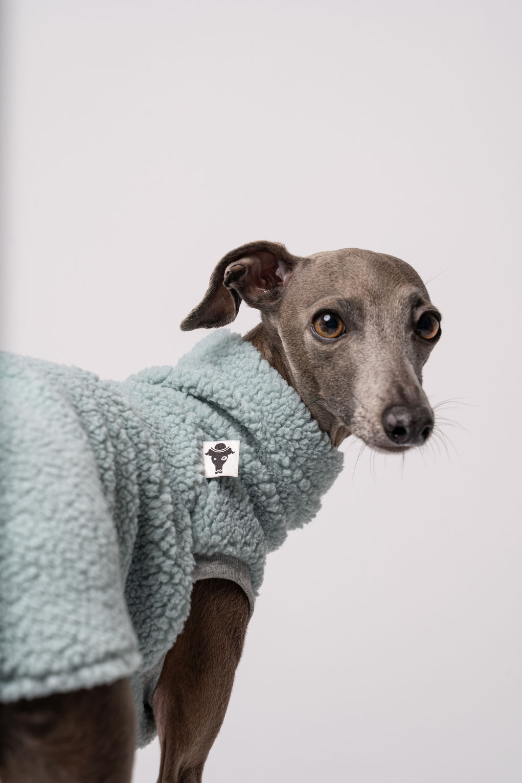 Italienisches Windspiel Teddy Long Shirt Mint