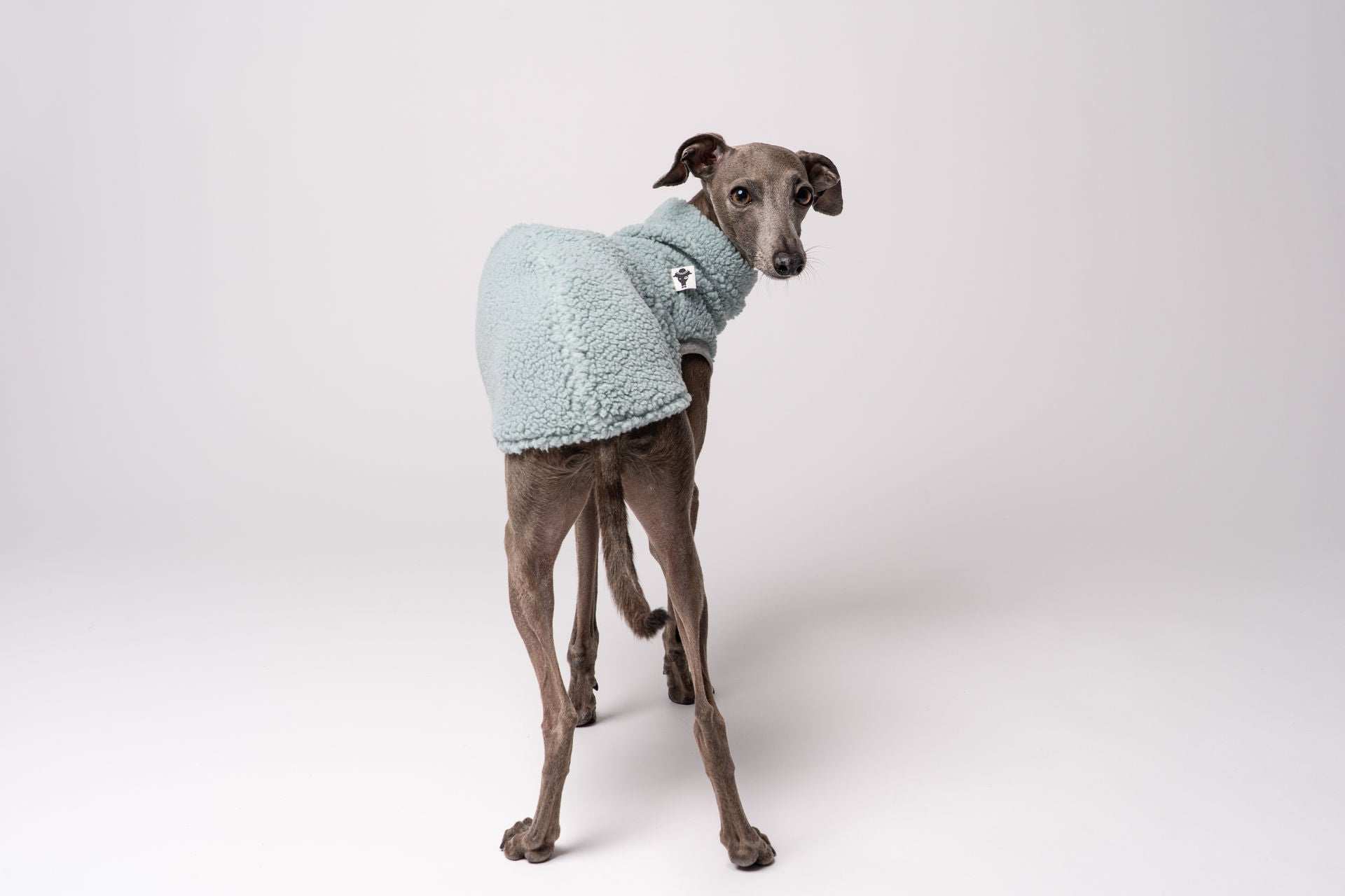 Windspiel Teddy hirt Mint