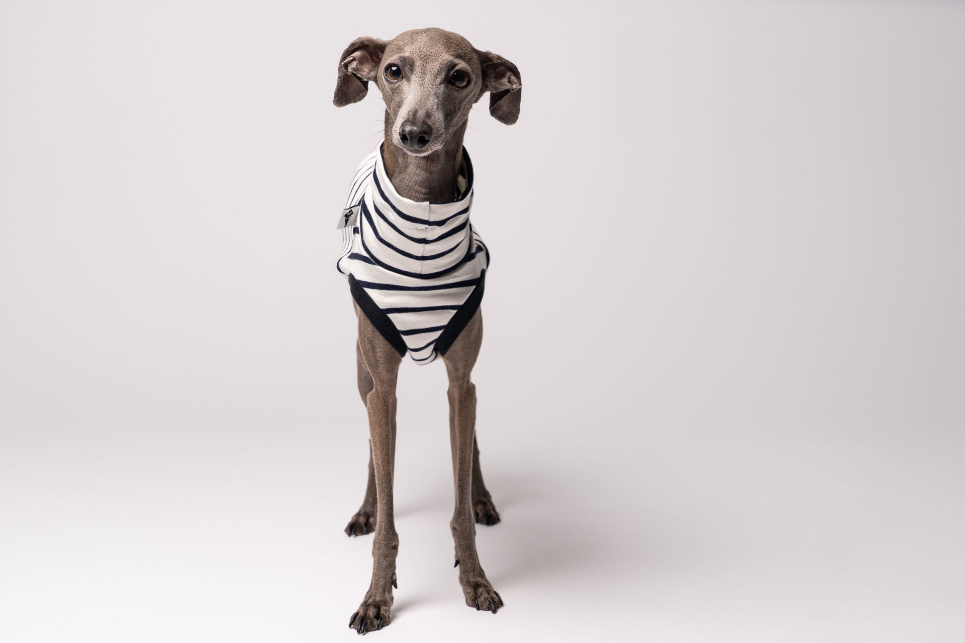 Italienisches Windspiel