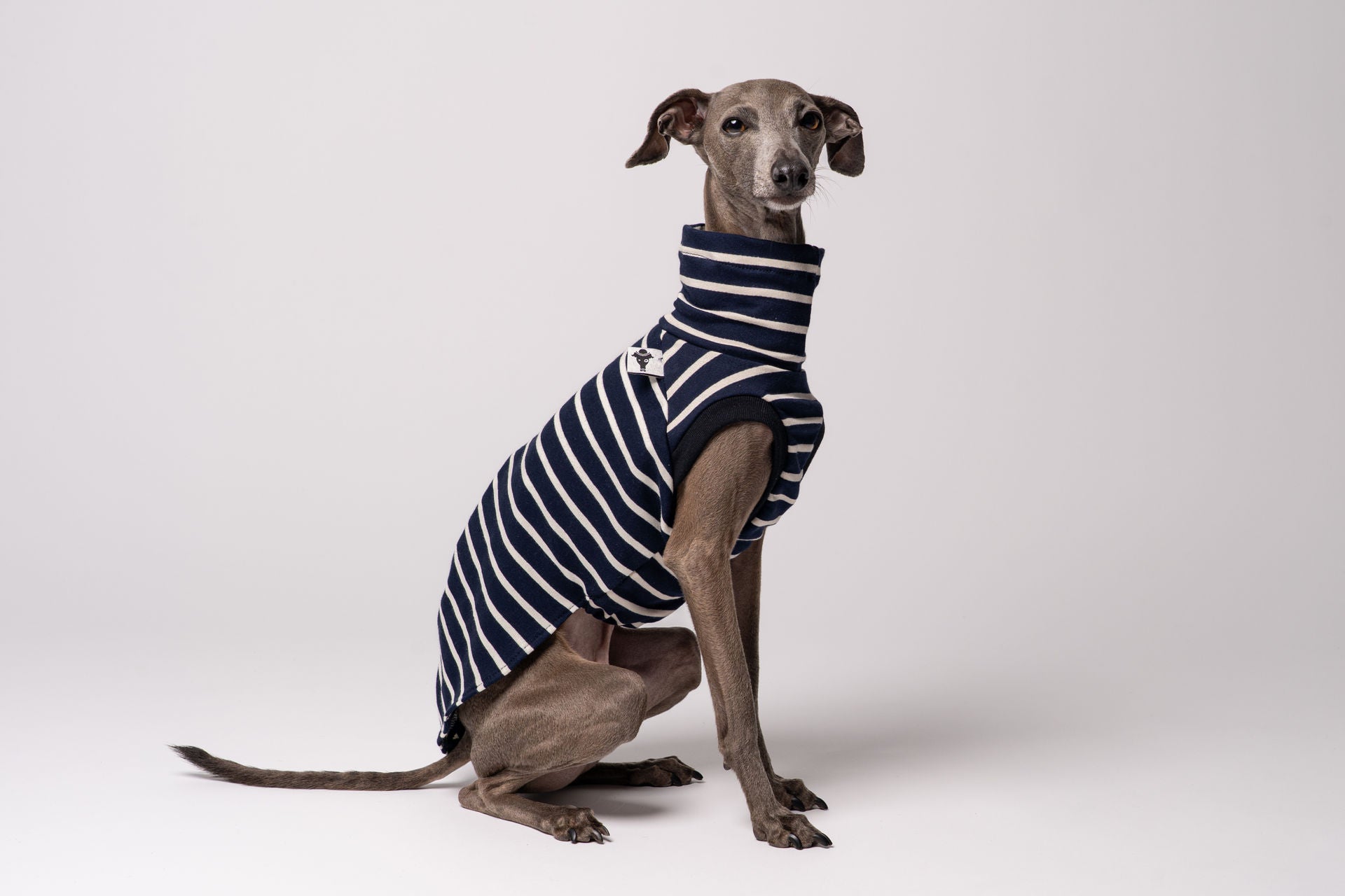 Italian Greyhound