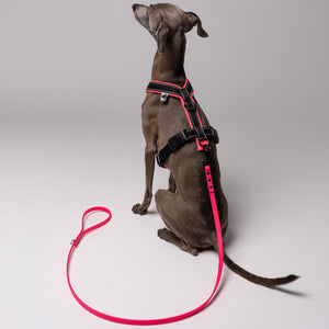 Sommerleine für kleine Hunde in Neon Pink