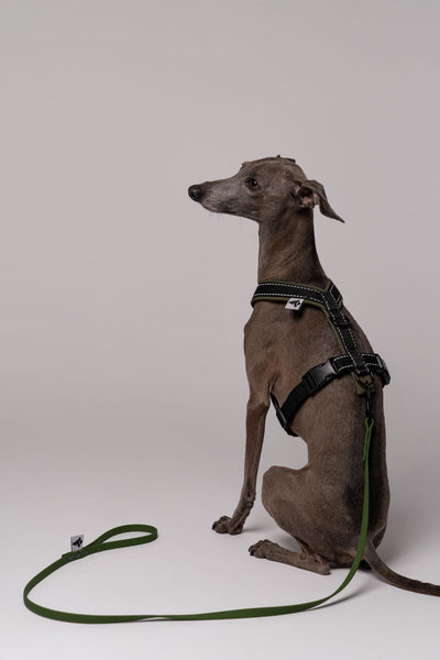 RAINLEASH Slim Dark Olive