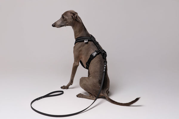 RAINLEASH Slim Schwarz