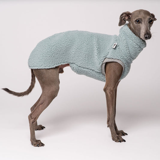 Teddy Shirt Italienisches Windspiel