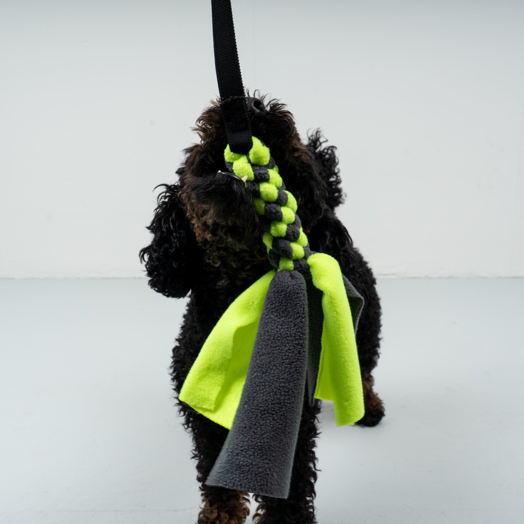 Bungee-Tau Neon Yellow / Graphite