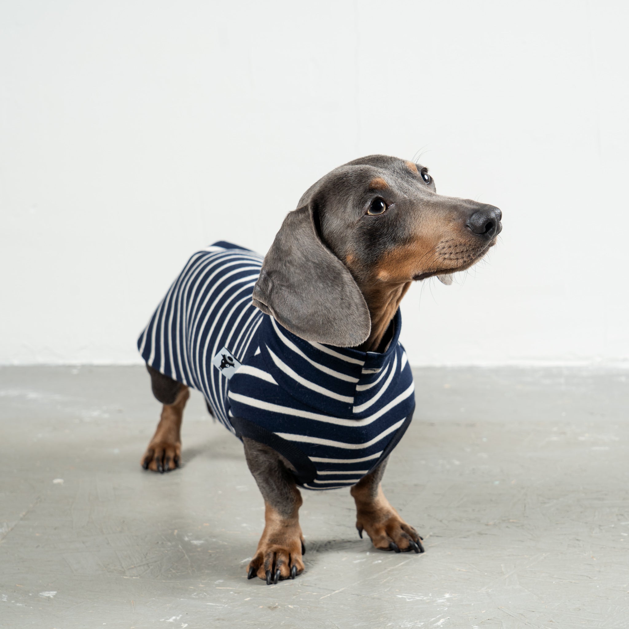 COTTON SHIRT Dackel Navy