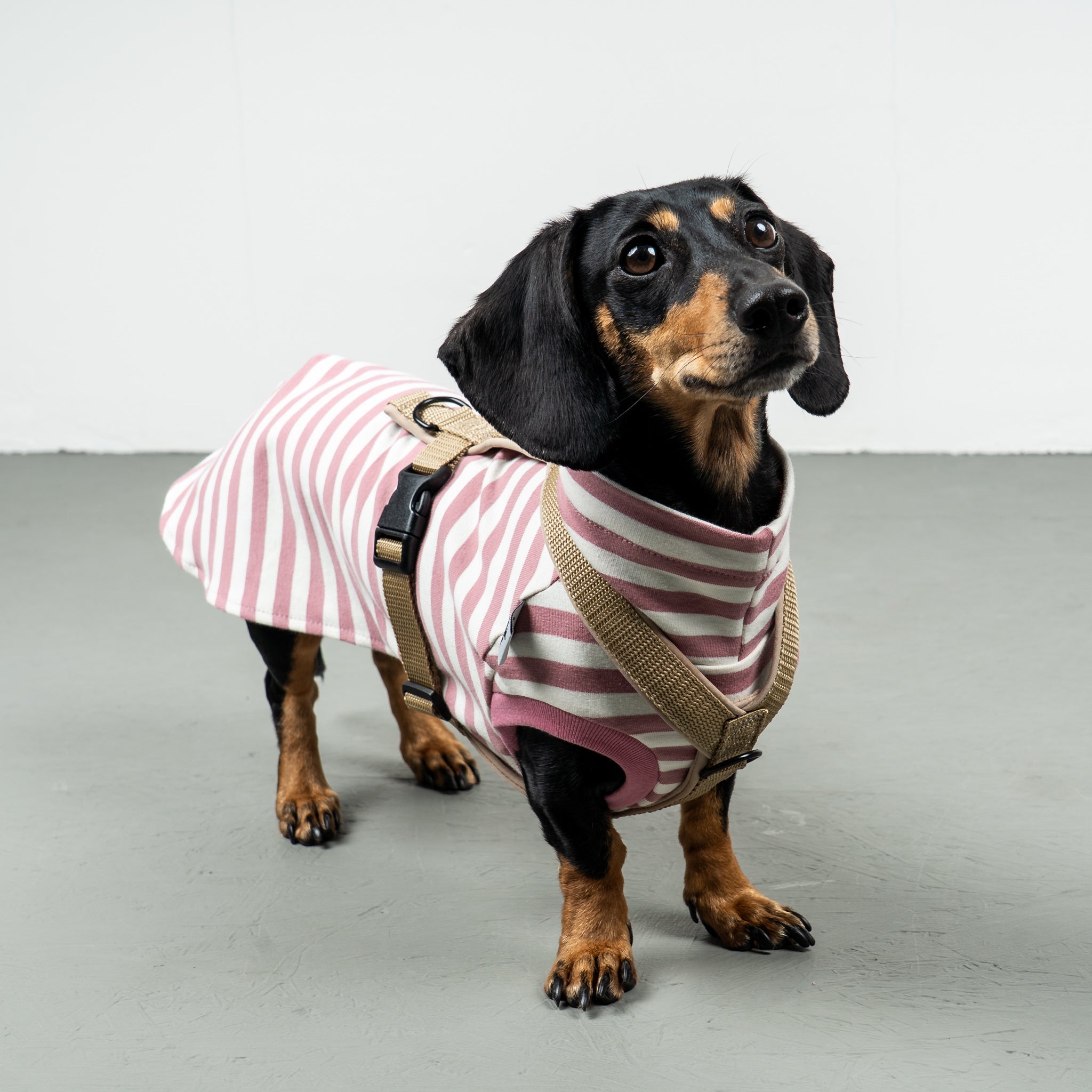 COTTON SHIRT Dackel Pink Stripes