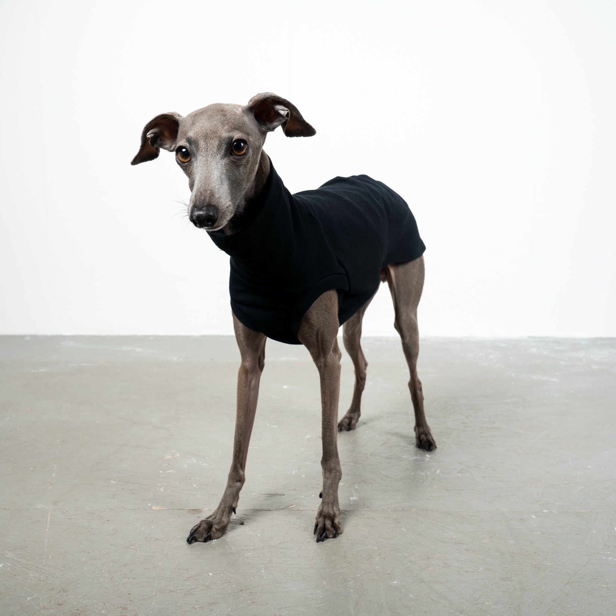 COTTON SHIRT Iggy Schwarz