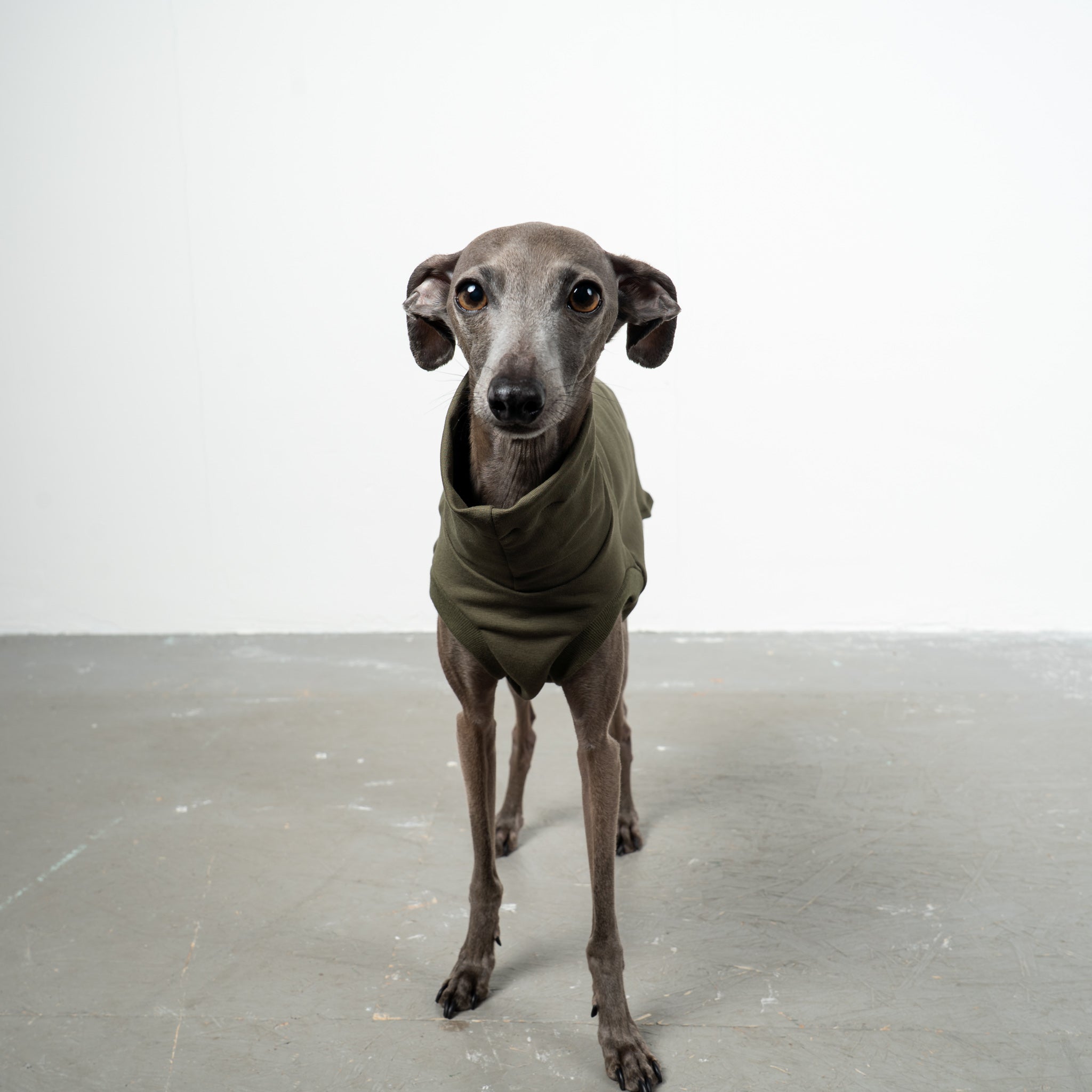 COTTON SHIRT Iggy Dark Olive