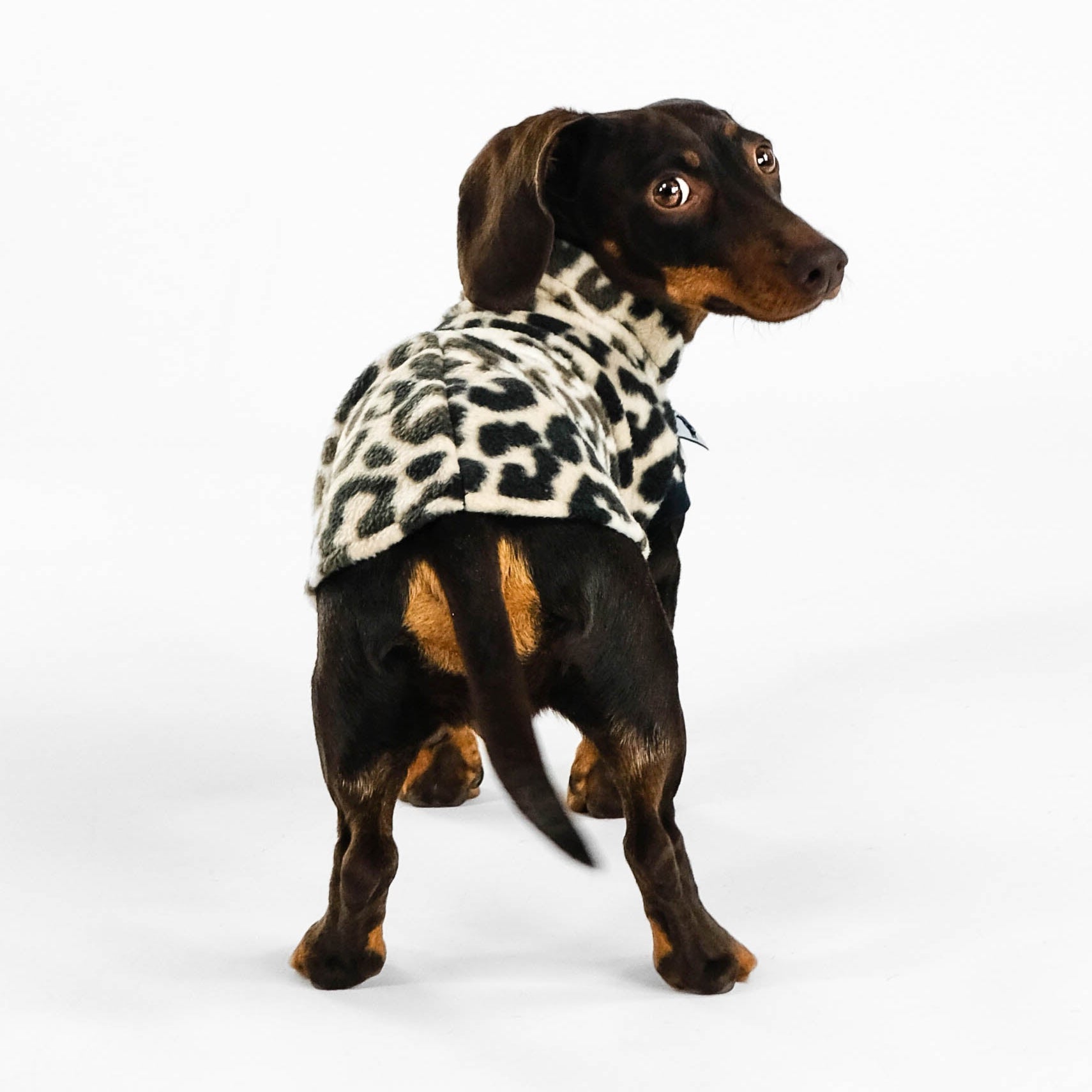 Dackel Fleece Long Shirt in Leo