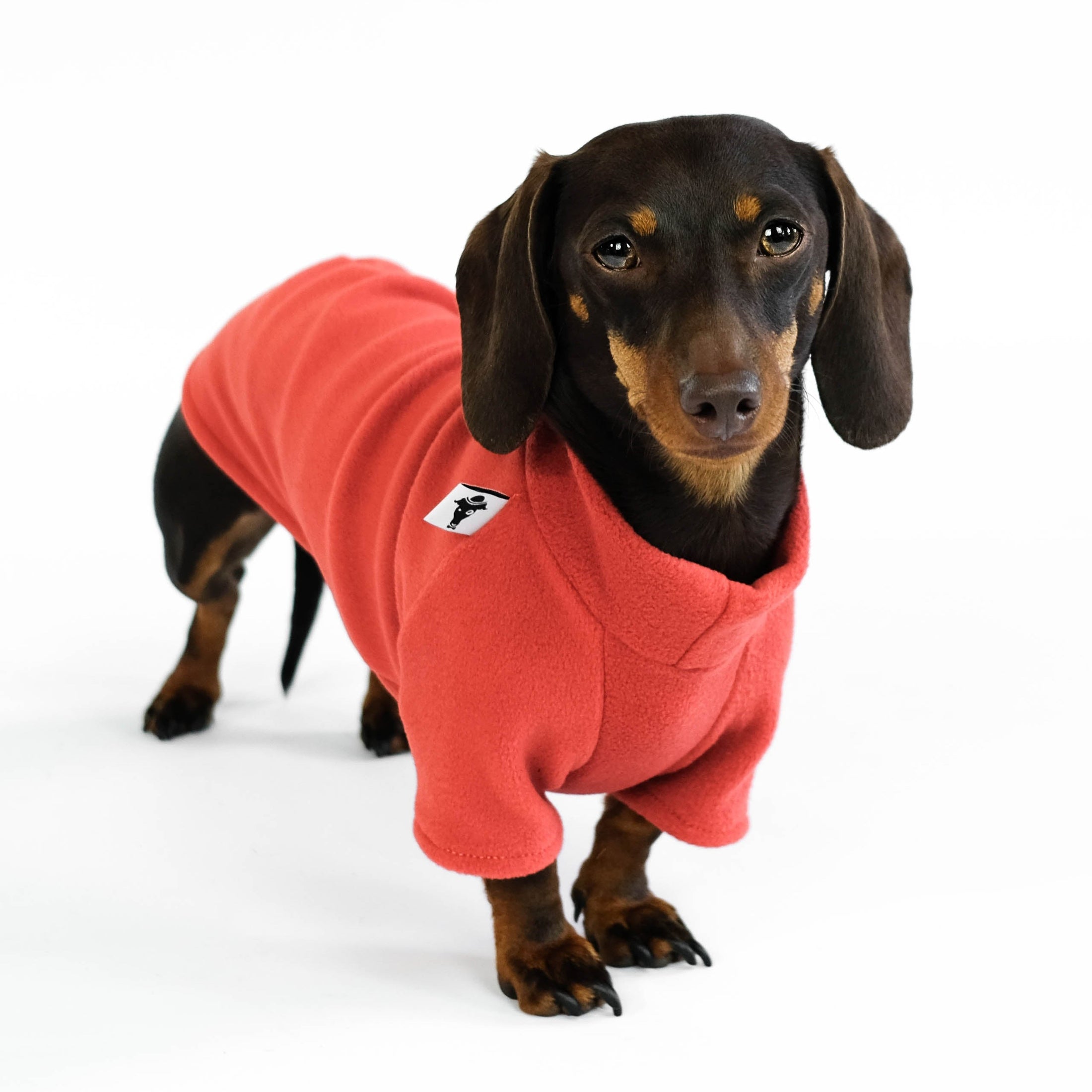 Dachshund Jumper
