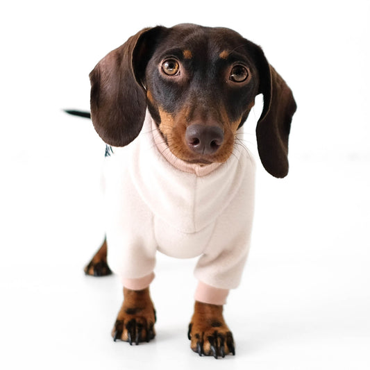 Miniature Dachshund
