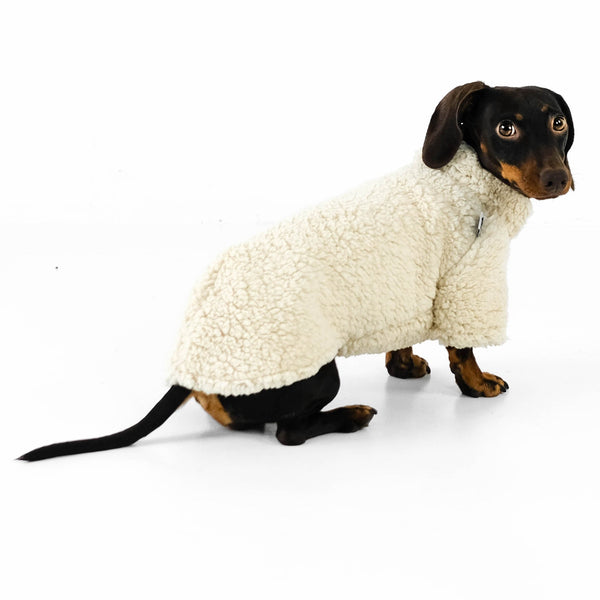 dachshund clothes teddy