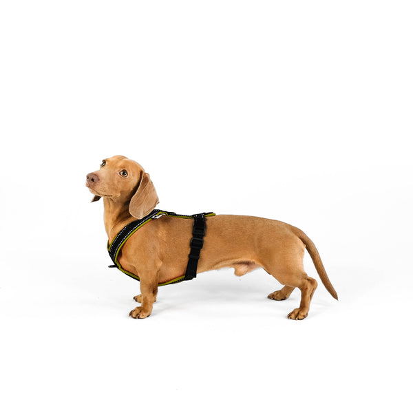 SOFTSHELL HUNDEGESCHIRR für Dackel in Dark Olive