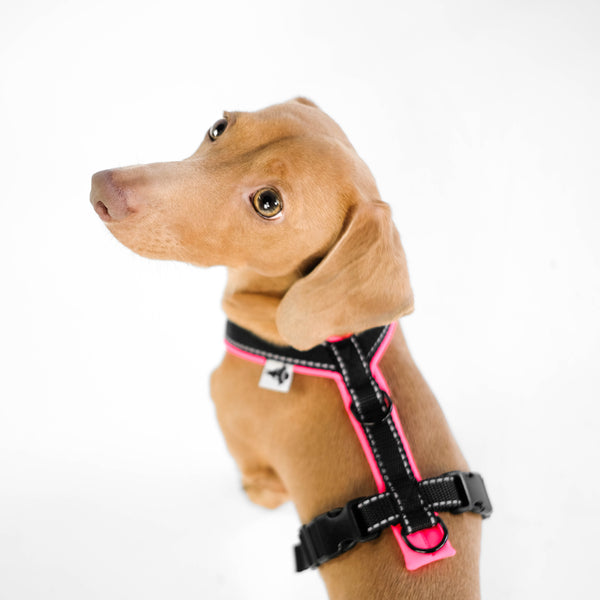 Dachshund Harness