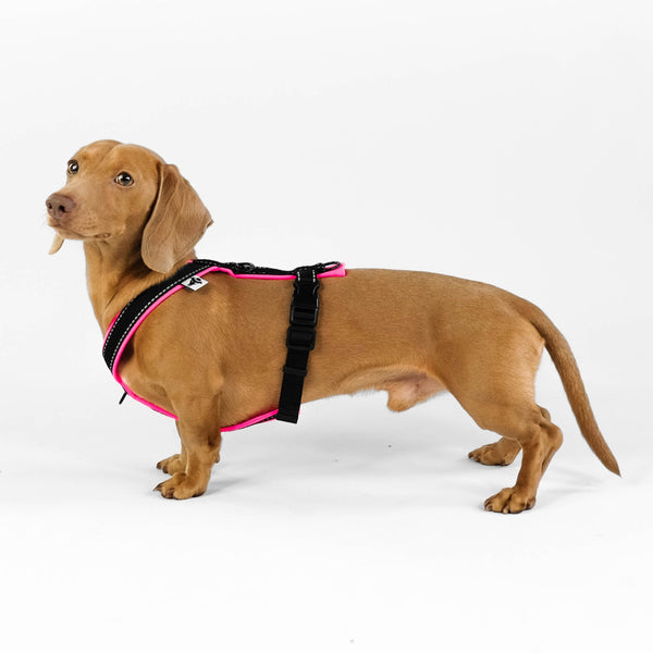 Dachshund Harness Neon Pink