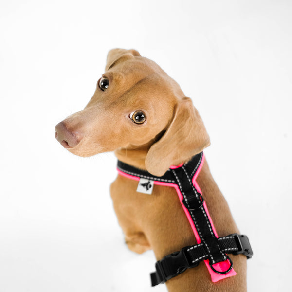 Harness for dachshunds