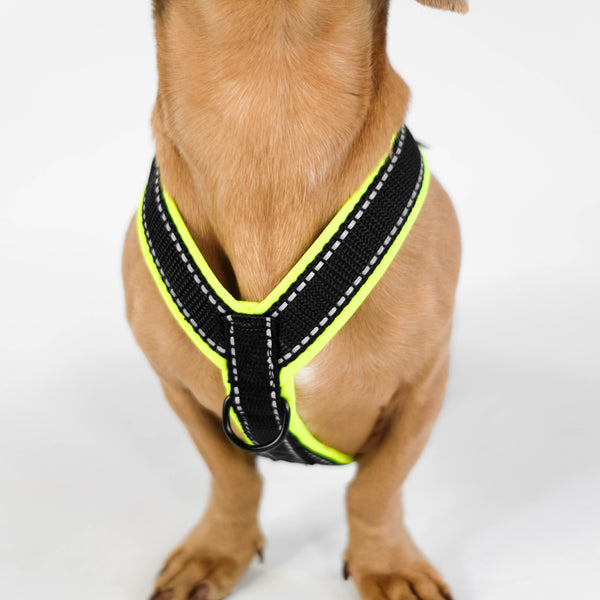 Dachshund Harness perfect fit