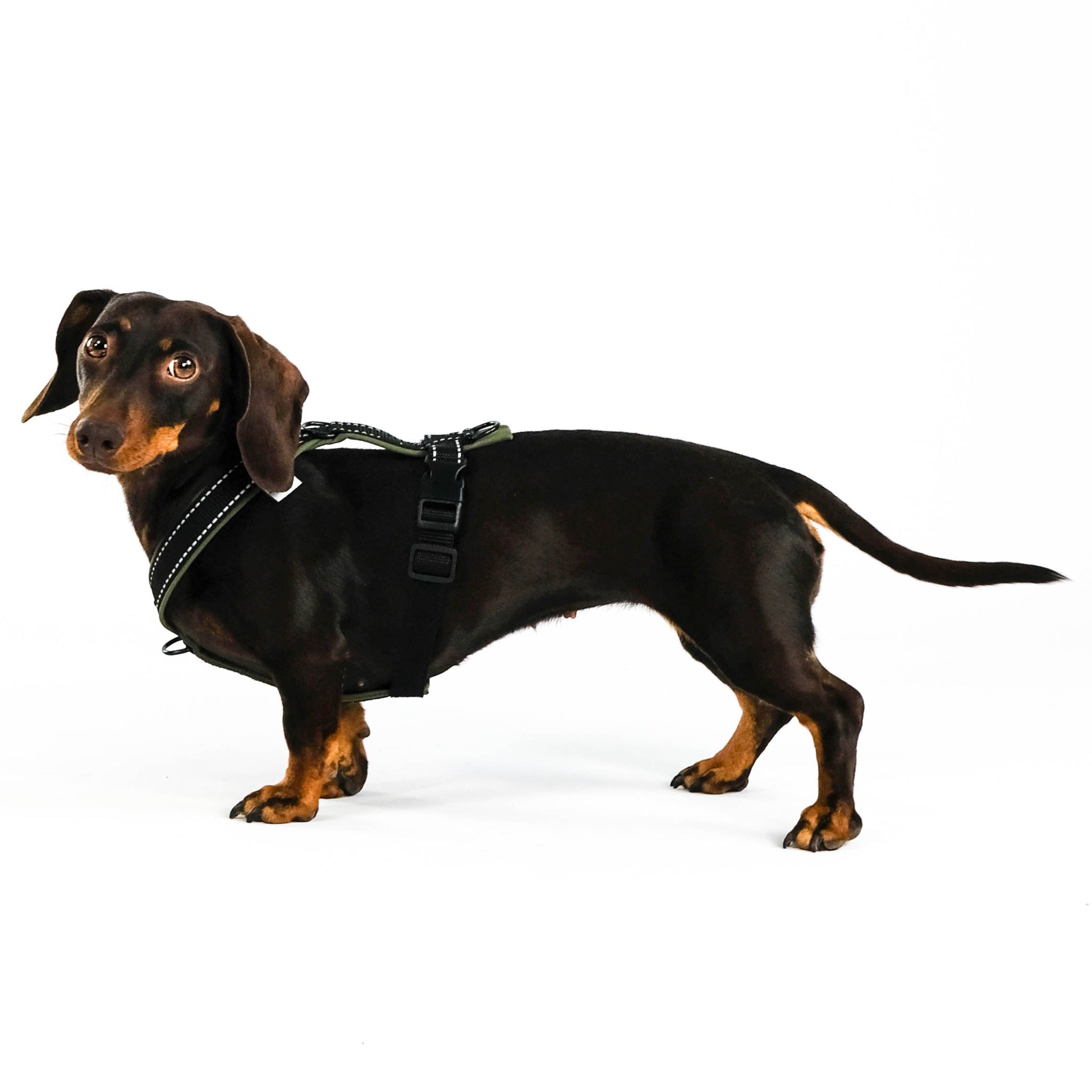 Dackel Kosmetiktasche | Mit Spruch "I Was Normal 2 Dachshunds Ago" | 22,9x17 Cm