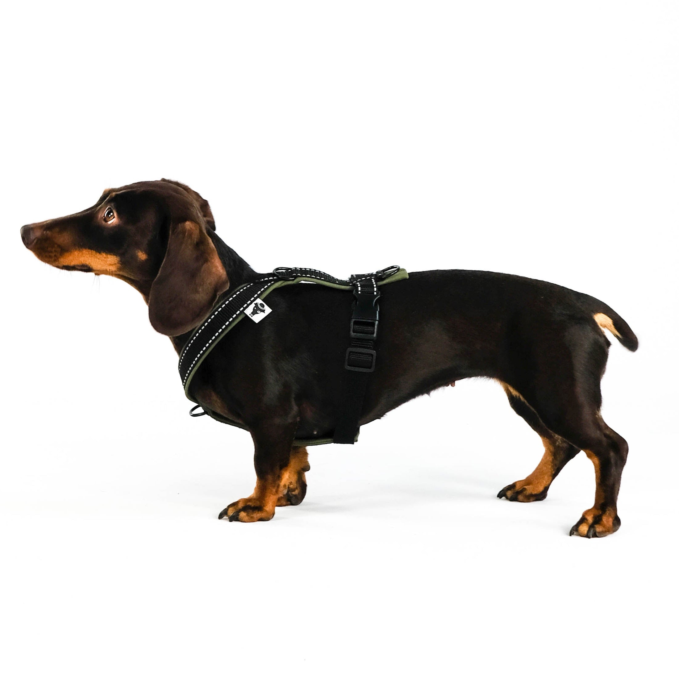 Dackel Softshell Geschirr Dark Olive