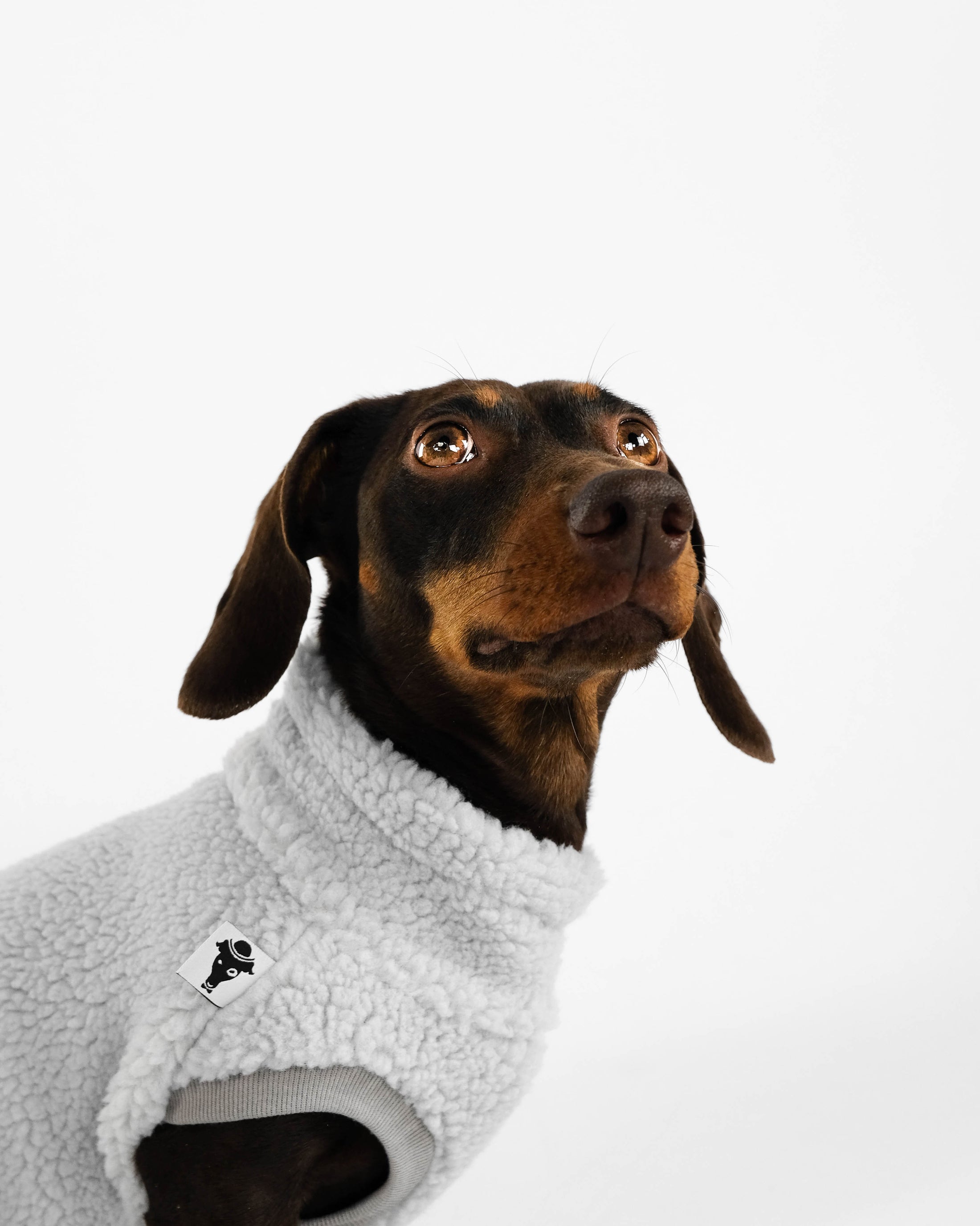 Dackel Teddy Shirt 2.0 in Light Gray