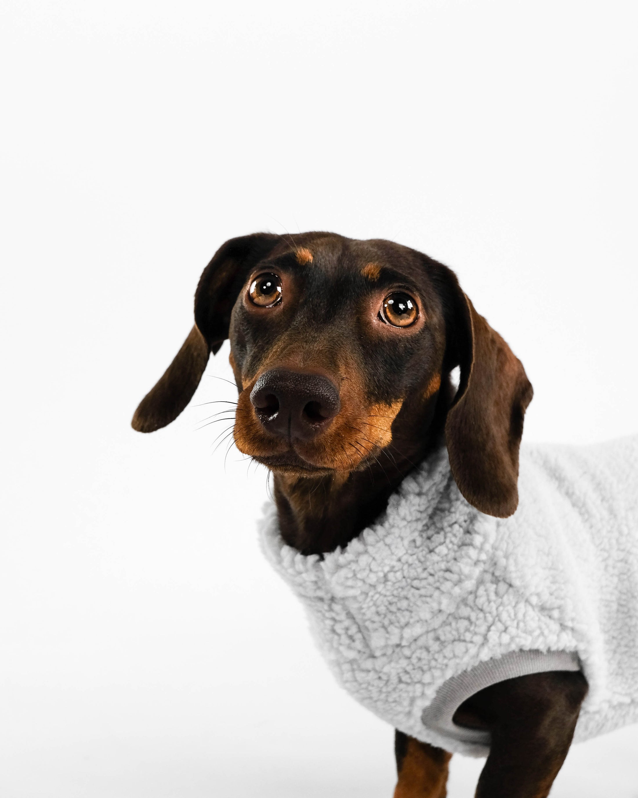 Dackel Teddy Shirt 2.0 in Light Gray